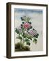 Early 19th-Century Chinese Watercolor of a Hydrangea-null-Framed Photographic Print