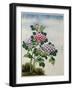 Early 19th-Century Chinese Watercolor of a Hydrangea-null-Framed Photographic Print