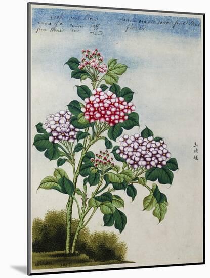 Early 19th-Century Chinese Watercolor of a Hydrangea-null-Mounted Photographic Print