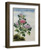 Early 19th-Century Chinese Watercolor of a Hydrangea-null-Framed Photographic Print