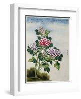 Early 19th-Century Chinese Watercolor of a Hydrangea-null-Framed Photographic Print