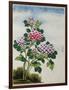 Early 19th-Century Chinese Watercolor of a Hydrangea-null-Framed Photographic Print