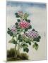 Early 19th-Century Chinese Watercolor of a Hydrangea-null-Mounted Photographic Print