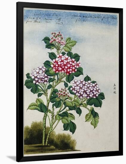 Early 19th-Century Chinese Watercolor of a Hydrangea-null-Framed Photographic Print