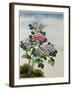 Early 19th-Century Chinese Watercolor of a Hydrangea-null-Framed Photographic Print