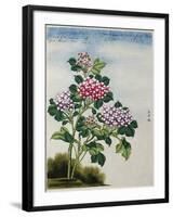 Early 19th-Century Chinese Watercolor of a Hydrangea-null-Framed Photographic Print