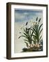 Early 19th-Century Chinese Watercolor of Daffodils-null-Framed Giclee Print