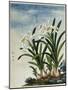 Early 19th-Century Chinese Watercolor of Daffodils-null-Mounted Giclee Print