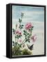 Early 19th-Century Chinese Watercolor of Pink Roses-null-Framed Stretched Canvas