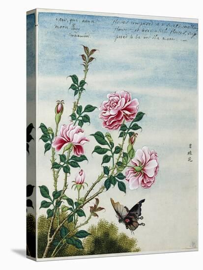 Early 19th-Century Chinese Watercolor of Pink Roses-null-Stretched Canvas