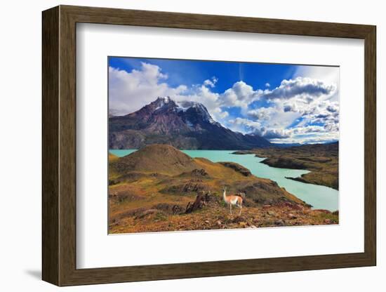 Early Autumn in Patagonia. National Park Torres Del Paine. on the Yellowed Grass Stands Guanaco - L-kavram-Framed Photographic Print