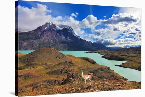 Early Autumn in Patagonia. National Park Torres Del Paine. on the Yellowed Grass Stands Guanaco - L-kavram-Stretched Canvas