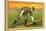 Early Baseball Card, Johnny Evers-null-Stretched Canvas