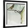 Early Bird-Gina Miller-Framed Giclee Print