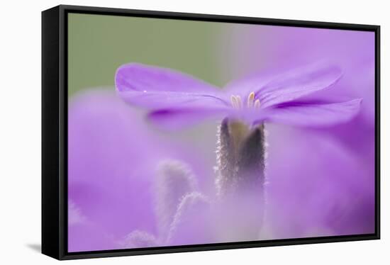 Early blossoming plants with pink blossoms in the botanical garden.-Nadja Jacke-Framed Stretched Canvas