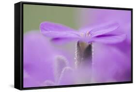 Early blossoming plants with pink blossoms in the botanical garden.-Nadja Jacke-Framed Stretched Canvas