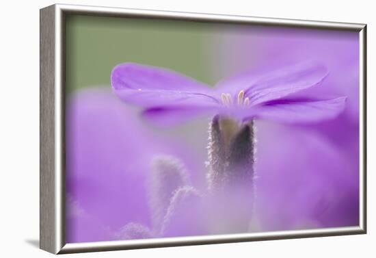 Early blossoming plants with pink blossoms in the botanical garden.-Nadja Jacke-Framed Photographic Print