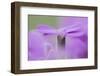 Early blossoming plants with pink blossoms in the botanical garden.-Nadja Jacke-Framed Photographic Print