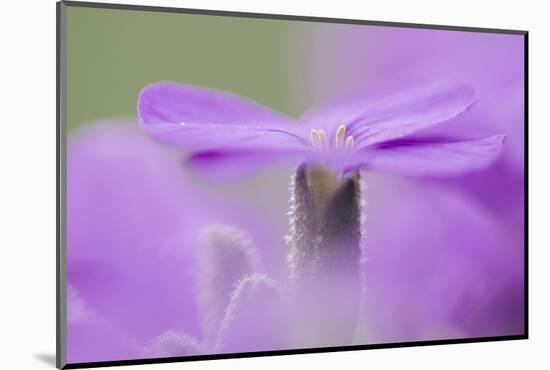 Early blossoming plants with pink blossoms in the botanical garden.-Nadja Jacke-Mounted Photographic Print