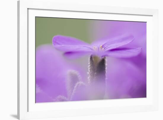 Early blossoming plants with pink blossoms in the botanical garden.-Nadja Jacke-Framed Photographic Print