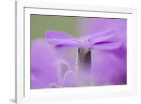 Early blossoming plants with pink blossoms in the botanical garden.-Nadja Jacke-Framed Photographic Print