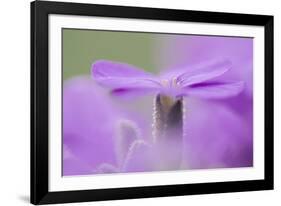 Early blossoming plants with pink blossoms in the botanical garden.-Nadja Jacke-Framed Photographic Print