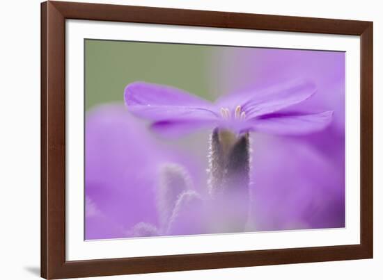 Early blossoming plants with pink blossoms in the botanical garden.-Nadja Jacke-Framed Photographic Print