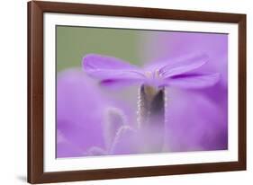 Early blossoming plants with pink blossoms in the botanical garden.-Nadja Jacke-Framed Photographic Print