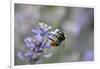 early bumblebee, Bombus pratorum, common lavender, Lavandula angustifolia-Michael Weber-Framed Photographic Print