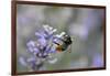 early bumblebee, Bombus pratorum, common lavender, Lavandula angustifolia-Michael Weber-Framed Photographic Print