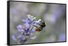 early bumblebee, Bombus pratorum, common lavender, Lavandula angustifolia-Michael Weber-Framed Stretched Canvas