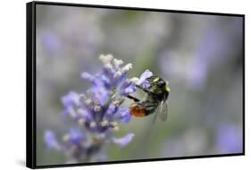 early bumblebee, Bombus pratorum, common lavender, Lavandula angustifolia-Michael Weber-Framed Stretched Canvas