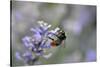 early bumblebee, Bombus pratorum, common lavender, Lavandula angustifolia-Michael Weber-Stretched Canvas