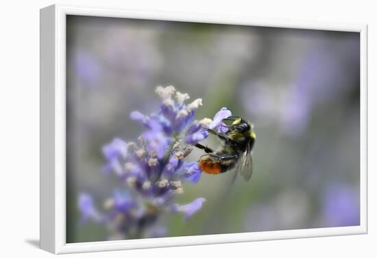 early bumblebee, Bombus pratorum, common lavender, Lavandula angustifolia-Michael Weber-Framed Photographic Print