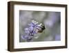 early bumblebee, Bombus pratorum, common lavender, Lavandula angustifolia-Michael Weber-Framed Photographic Print