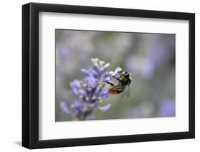 early bumblebee, Bombus pratorum, common lavender, Lavandula angustifolia-Michael Weber-Framed Photographic Print