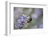 early bumblebee, Bombus pratorum, common lavender, Lavandula angustifolia-Michael Weber-Framed Photographic Print