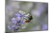 early bumblebee, Bombus pratorum, common lavender, Lavandula angustifolia-Michael Weber-Mounted Photographic Print