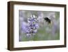 early bumblebee while floungers, Bombus pratorum, common lavender, Lavandula angustifolia-Michael Weber-Framed Photographic Print
