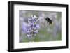 early bumblebee while floungers, Bombus pratorum, common lavender, Lavandula angustifolia-Michael Weber-Framed Photographic Print