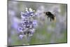 early bumblebee while floungers, Bombus pratorum, common lavender, Lavandula angustifolia-Michael Weber-Mounted Photographic Print