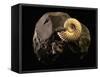 Early Cretaceous Period Fossil-Layne Kennedy-Framed Stretched Canvas