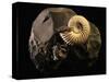 Early Cretaceous Period Fossil-Layne Kennedy-Stretched Canvas