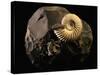 Early Cretaceous Period Fossil-Layne Kennedy-Stretched Canvas