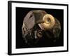 Early Cretaceous Period Fossil-Layne Kennedy-Framed Photographic Print