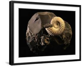 Early Cretaceous Period Fossil-Layne Kennedy-Framed Photographic Print