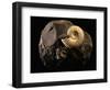 Early Cretaceous Period Fossil-Layne Kennedy-Framed Photographic Print