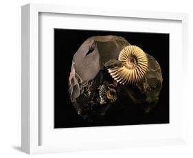 Early Cretaceous Period Fossil-Layne Kennedy-Framed Photographic Print