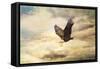 Early Evening Flight Bald Eagle 1-Jai Johnson-Framed Stretched Canvas