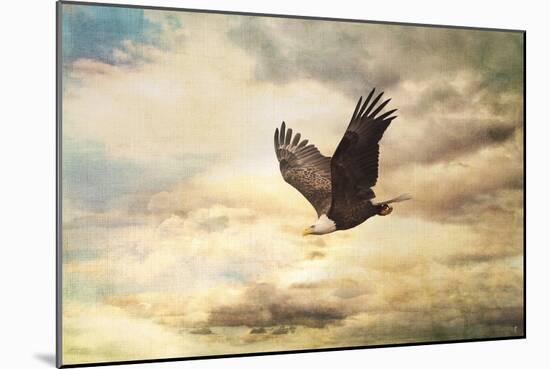 Early Evening Flight Bald Eagle 1-Jai Johnson-Mounted Giclee Print
